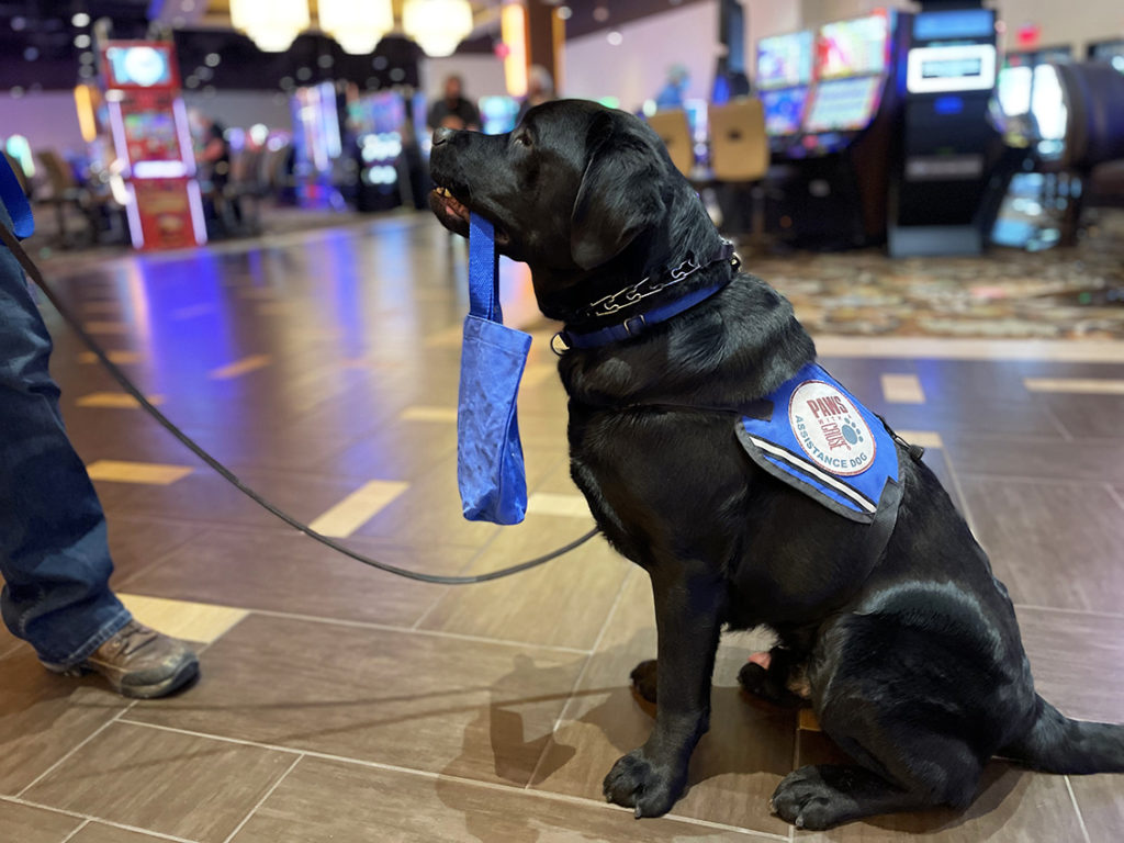 Paws with a Cause Dog with Bag