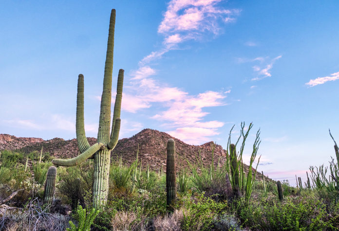 Saguaro National Park