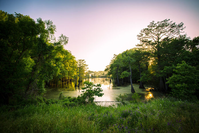 Mississippi swamp