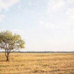 Tribal Leader Roundtable: Spotlight on Gaming, Initiatives, and Legislative Matters Tree in field