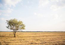 Tribal Leader Roundtable: Spotlight on Gaming, Initiatives, and Legislative Matters Tree in field