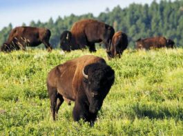 Kalispel Tribe Gifts Ten Buffalo to Colville Tribe Kalispel buffalo