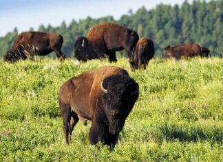 Kalispel Tribe Gifts Ten Buffalo to Colville Tribe Kalispel buffalo