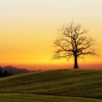 Tribal Leader Roundtable: Spotlight on Tribal Resilience & Gaming Sunset Tree