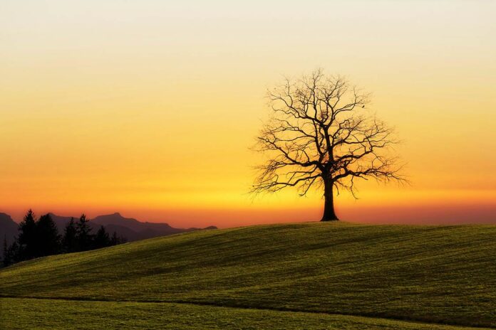 Sunset Tree