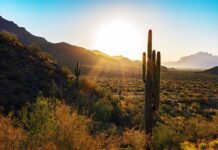 Arizonans Wager $822M on Sports in Dec. 2025