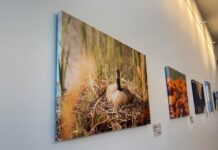 Choctaw Casino Durant Features New Native Art Exhibit Choctaw Durant Art Gallery Update