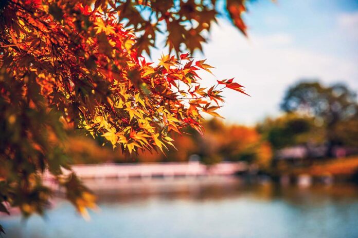 Fall leaves Fall leaves