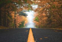 Tribal Leader Roundtable: Tribal Priorities, Gaming Innovation and Leadership Fall trees roadway