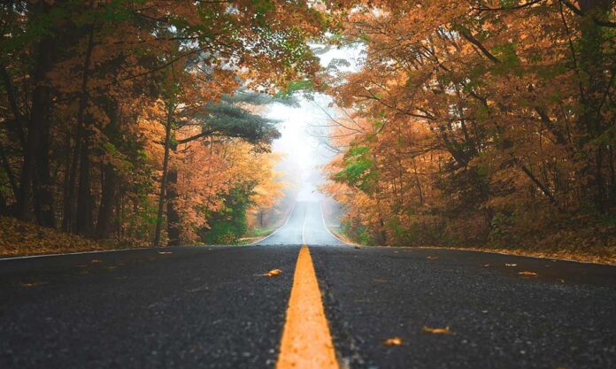 Fall trees roadway